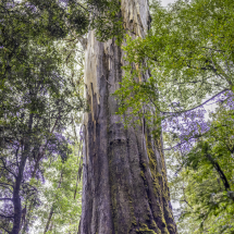 018A5583-HDR
