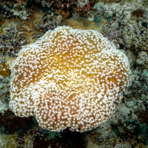 018A6170