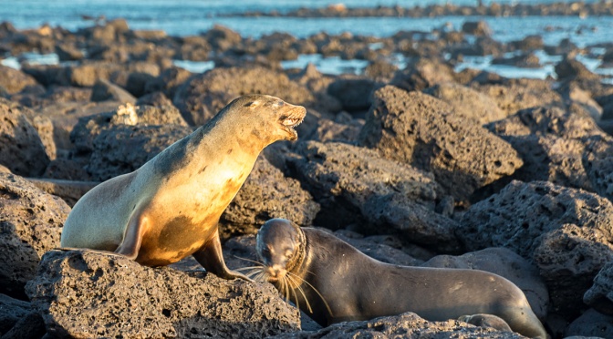 Les Galapagos