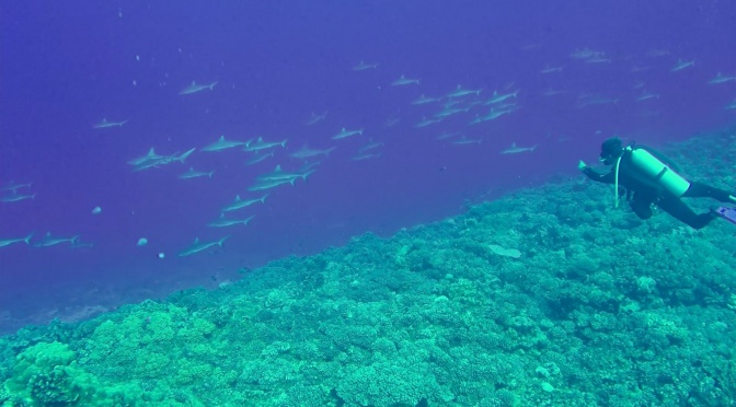 Vidéos Las Perlas- Galapagos – Marquises – Tuamotus