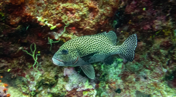 Premières plongées aux Fiji