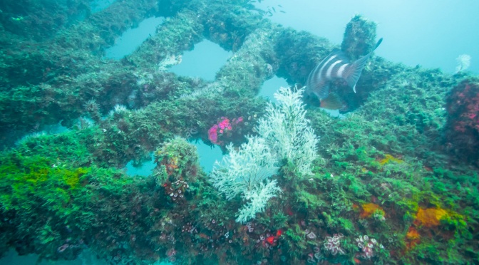Les îles Cavallis site de  l&rsquo;épave du Rainbow Warrior transformé en sanctuaire marin
