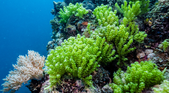 Les Whitsundays (3) : Bait Reef
